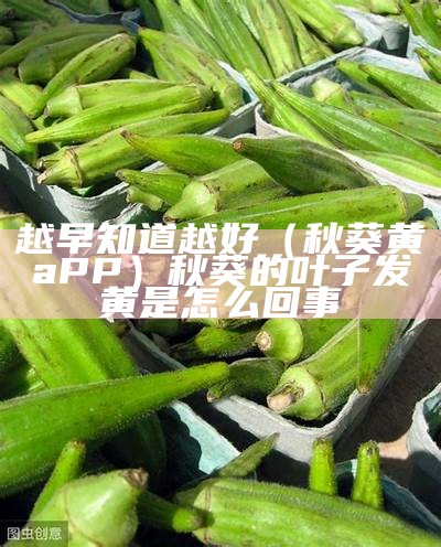 越早知道越好（秋葵黄aPP）秋葵的叶子发黄是怎么回事（秋葵叶子边缘焦黄）