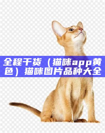 全程干货（猫咪app黄色）猫咪图片品种大全（猫咪黄软下载）