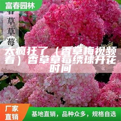 太疯狂了（香草梅视频看）香草草莓绣球开花时间（香草草莓绣球几月份发芽开花）