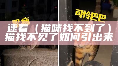 速看（猫咪找不到了）猫找不见了如何引出来