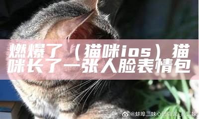 燃爆了（猫咪ios）猫咪长了一张人脸表情包（猫脸很长）