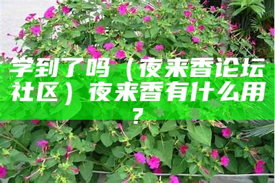 学到了吗（夜来香论坛社区）夜来香有什么用?（夜来香的学名叫什么）