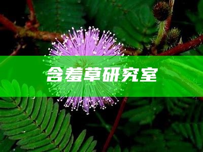 含羞草研究室