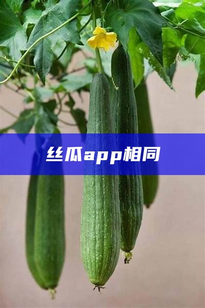 丝瓜app相同