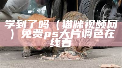 学到了吗（猫咪视频网）免费ps大片调色在线看