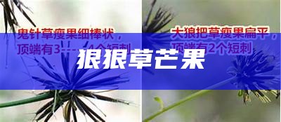 狠狠草芒果