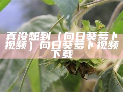 真没想到（向日葵萝卜视频）向日葵萝卜视频下载（向日葵视频下载―下载）