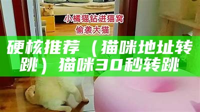 硬核推荐（猫咪地址转跳）猫咪30秒转跳