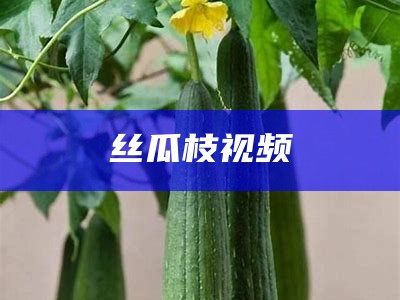 丝瓜枝视频