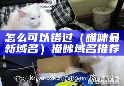 怎么可以错过（喵咪最新域名）猫咪域名推荐（猫咪2021域名）