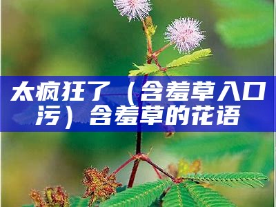 太疯狂了（含羞草入口 污）含羞草的花语