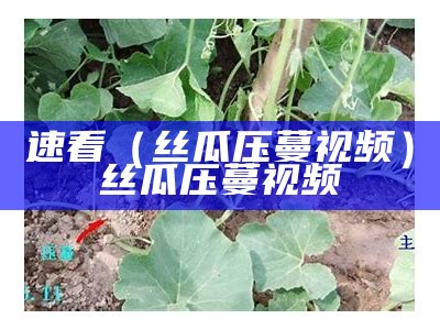 速看（丝瓜压蔓视频）丝瓜压蔓视频