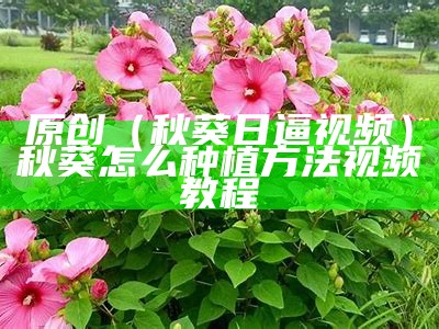 原创（秋葵日逼视频）秋葵怎么种植方法视频教程