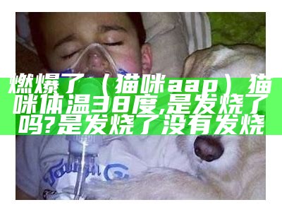 燃爆了（猫咪aap）猫咪体温38度,是发烧了吗? 是发烧了 没有发烧