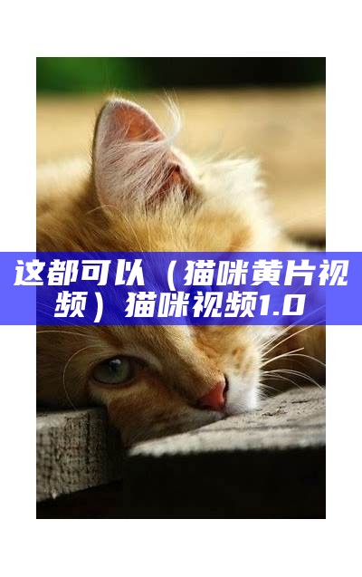 这都可以（猫咪黄片视频）猫咪视频1.0