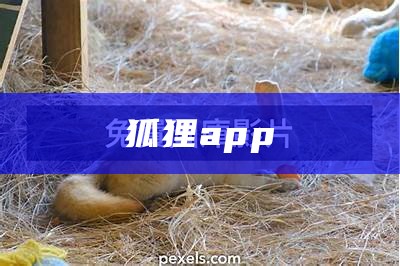 狐狸app