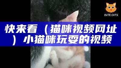 快来看（猫咪视频网址）小猫咪玩耍的视频