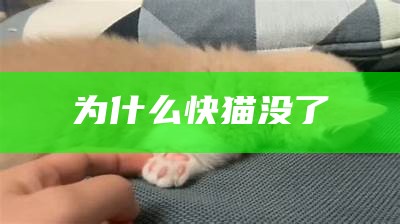 为什么快猫没了