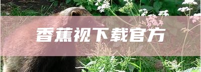 香蕉视下载官方（香蕉视下载官方网站）