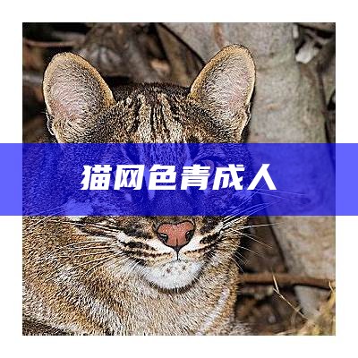 猫网色青成人