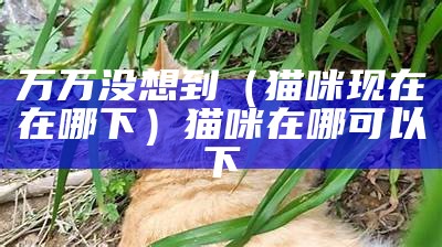 万万没想到（猫咪现在在哪下）猫咪在哪可以下（猫咪在哪儿可以下载）