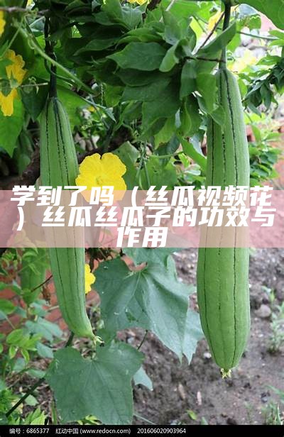 学到了吗（丝瓜视频花）丝瓜丝瓜子的功效与作用