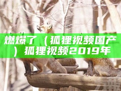 燃爆了（狐狸视频国产）狐狸视频2019年