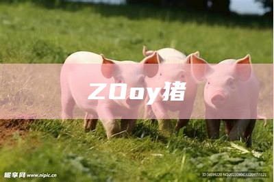 ZOoy猪