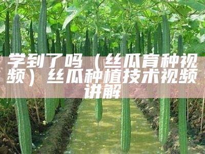 学到了吗（丝瓜育种视频）丝瓜种植技术视频讲解