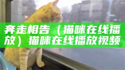 奔走相告（猫咪 在线播放）猫咪 在线播放视频