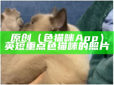 原创（色猫咪App）英短重点色猫咪的照片（色猫头像）