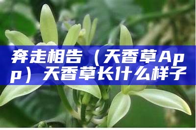 奔走相告（天香草App）天香草长什么样子（天香草的功效）