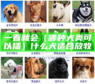 一看就会（哪种犬类可以插）什么犬适合放牧（什么犬放牧最好）