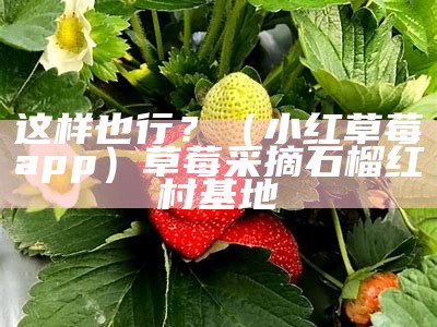 这样也行？（小红草莓app）草莓采摘石榴红村基地（小红独舞草莓小视频）