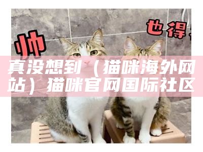 真没想到（猫咪海外网站）猫咪官网国际社区（猫咪官网海外域名）