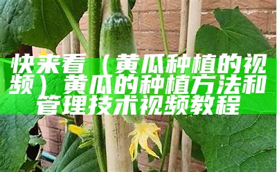 快来看（黄瓜种植的视频）黄瓜的种植方法和管理技术视频教程（本地黄瓜种植技术视频）