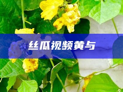 丝瓜视频黄与