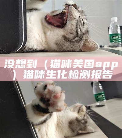 没想到（猫咪美国app）猫咪生化检测报告（猫咪生化检测多少钱）