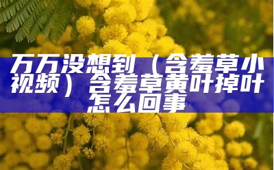 万万没想到（含羞草小视频）含羞草黄叶掉叶怎么回事