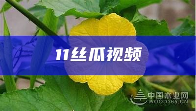 11丝瓜视频（‘丝瓜视频’）