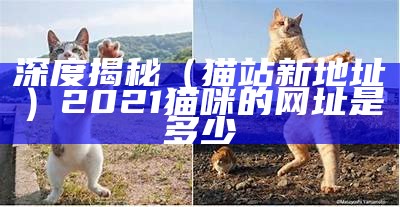 深度揭秘（猫站新地址）2021猫咪的网址是多少